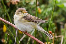 willow warbler